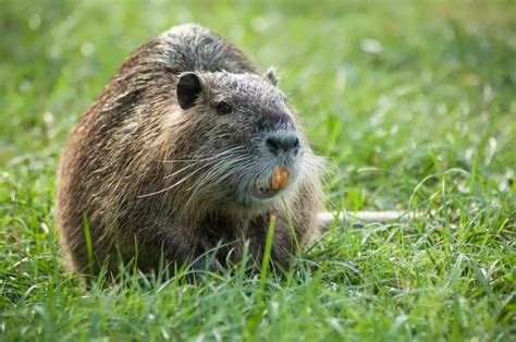 what animals are similar to groundhogs
